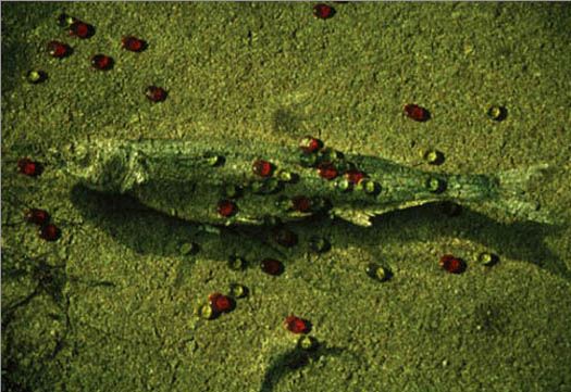 cibachrome photograph